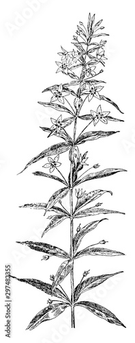 Four-Leaved Loosestrife vintage illustration.
