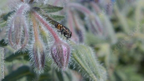 Small wild bee walking on a borage flower bud in a garden in South of France photo