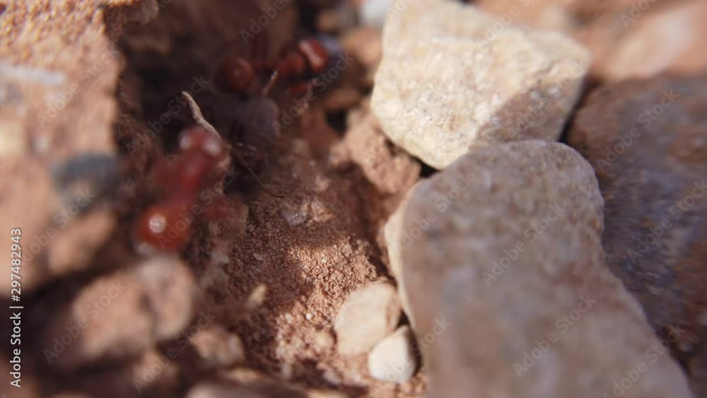 Macro shot of red ants moving between assorted rocks and brown dirt. Macro shot of red ants moving between assorted rocks and brown dirt.