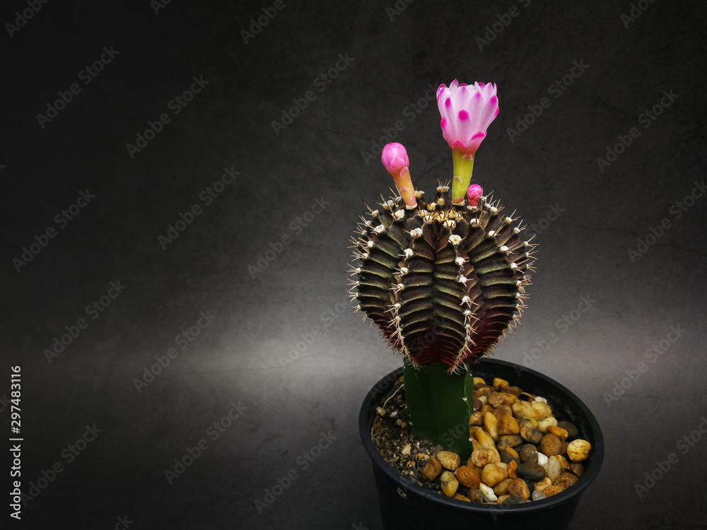 Pink flower yellow pollen on mini cactus in little pot.Studio shot marble pattern background black tone. another name Gymnocalycium, commonly called chin cactus.