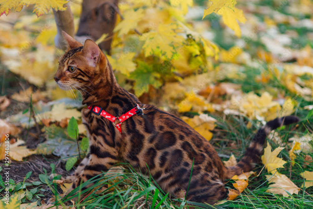 Cute little bengal kitty walking on the fallen yellow maple leaves
