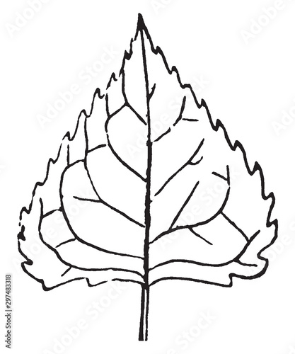 Photos Deltoid Leaf vintage illustration.