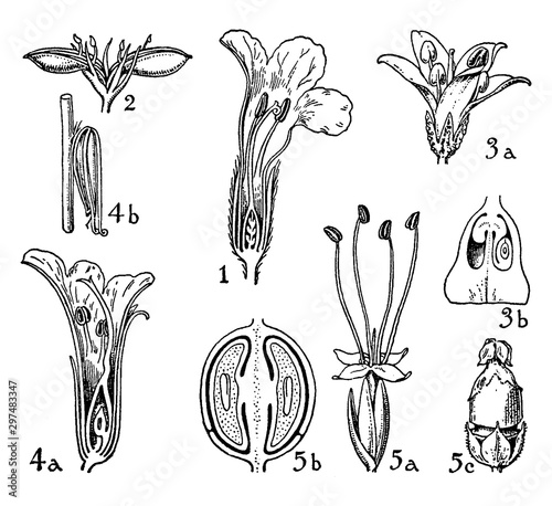 Orders of Acanthaceae, Myoporaceae, Phrymaceae, and Plantaginaceae vintage illustration. photo