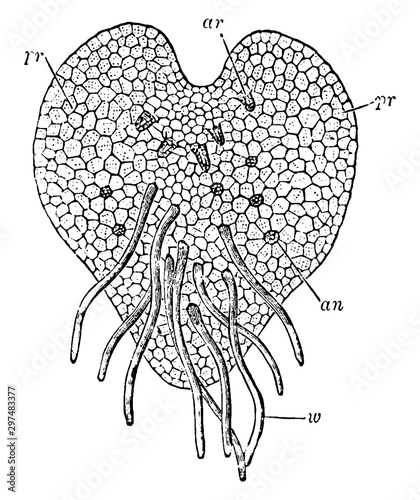 Young Prothallus of Fern vintage illustration. photo