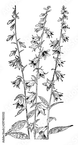 Bellflower vintage illustration.