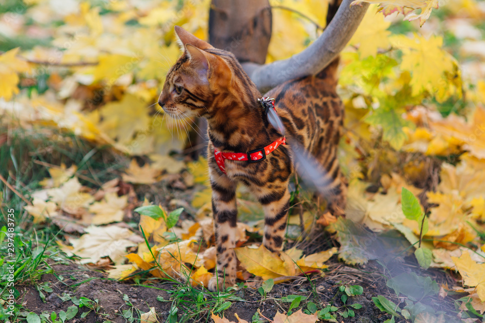 Cute little bengal kitty walking on the fallen yellow maple leaves Cute little bengal kitty walking on the fallen yellow maple leaves