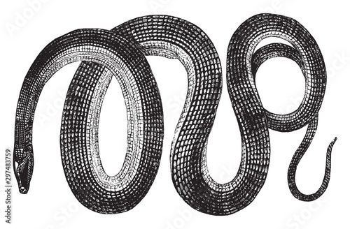 Glass snake, vintage illustration.