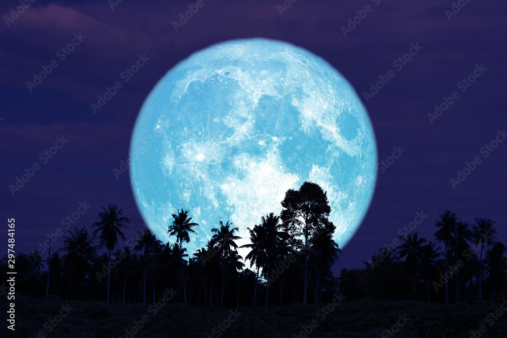 Fototapeta premium super full harvest moon on night sky back trees in the field