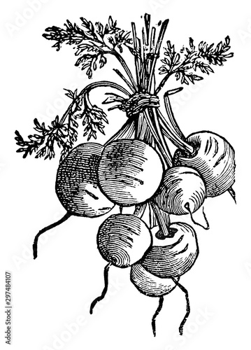 French Early Forcing vintage illustration.