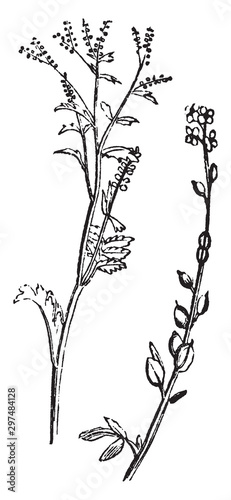 Cress vintage illustration. photo
