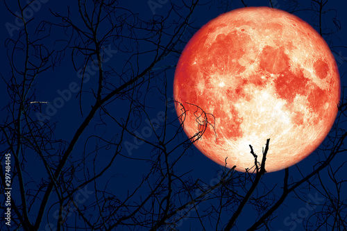 super egg blood moon back on silhouette plant and trees on night sky