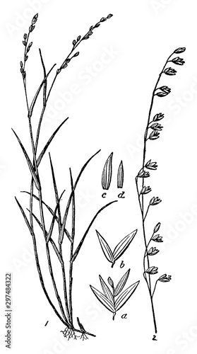 Melica Grass vintage illustration.