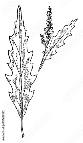 Wormseed vintage illustration.