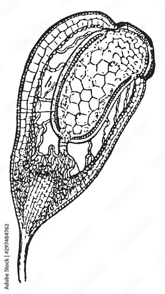 Bryophyta vintage illustration.