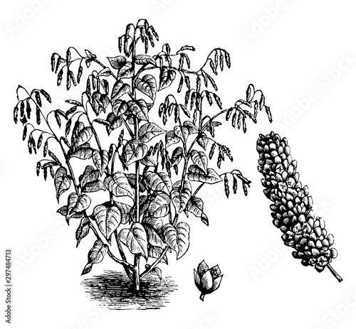 Princes, Feather, Polygonum, Orientale, ornamental, plant, Polygonaceae, family, red, drooping, flowers, egg, leaves vintage illustration. photo