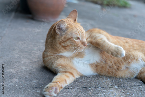 Portrait of ginger thai cat, close up relax cat