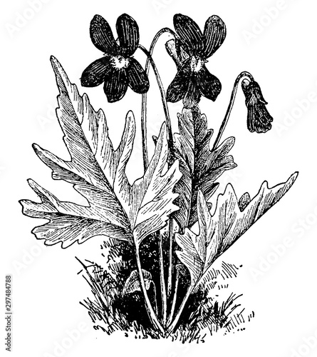 Viola Palmata vintage illustration.
