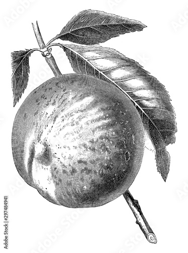 Late Admirable Peach vintage illustration.
