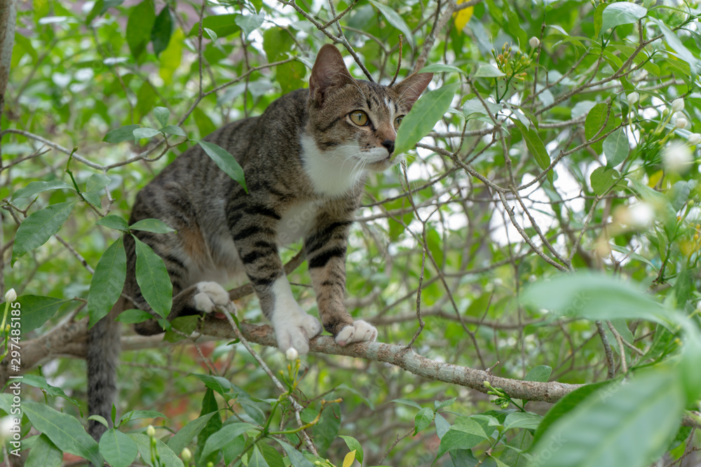 A striped Thai cat claiming the tree