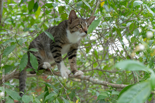 Wallpaper Mural A striped Thai cat claiming the tree Torontodigital.ca
