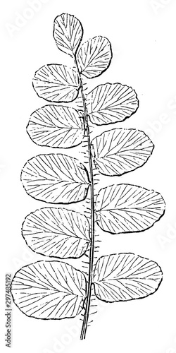 Pellaea Rotundifolia vintage illustration. photo