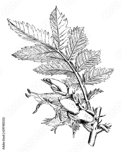 Flowers and Leaf of Melianthus Comosus vintage illustration. photo