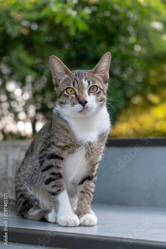 Portrait of striped Thai cat, close up cat looking © Patara