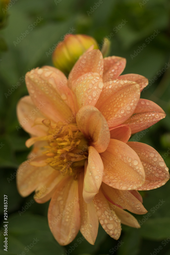 Dahlia after the rain, pastel colors Dahlia after the rain, pastel colors