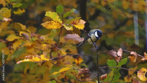 Great Tit (Parus major) in the autumn tree top shoot from window glass - (4K)