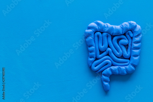 Intestines health. Guts on blue background top view copy space photo