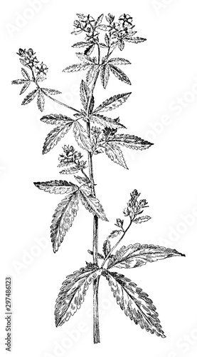 Norway Cinquefoil vintage illustration.