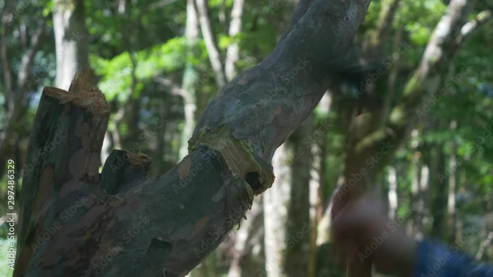 A Man Cutting Down a Tree with a Hatchet
