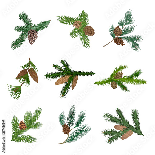 Set of spruce and pine branches with cones. Vector illustration.