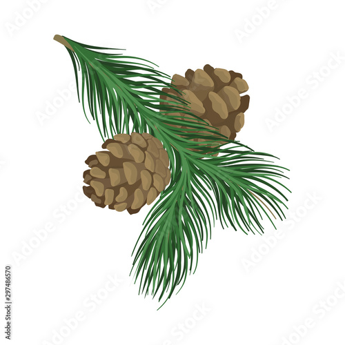 Young spruce branch with cones. Vector illustration.