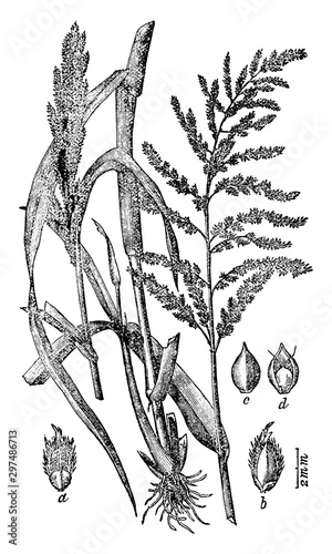 Ankee Millet vintage illustration.