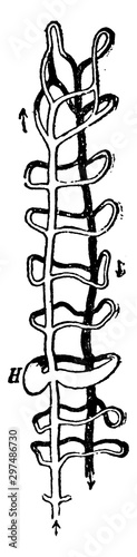 Circulatory System of an Annelid, vintage illustration.