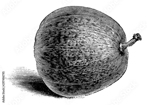 Nutmeg Gourd of Marseilles vintage illustration.