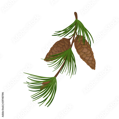Pine branch with long cones. Vector illustration.