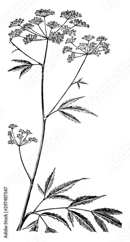 Spotted Cowbane vintage illustration.