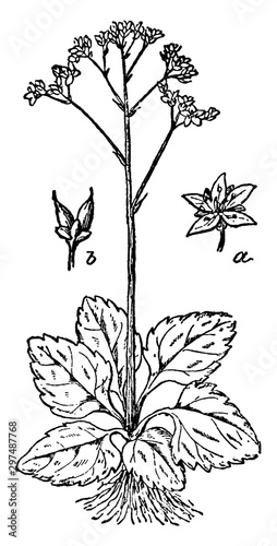 Canvas Print Early Saxifrage vintage illustration.