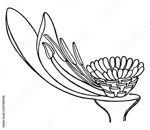 White Waterlily vintage illustration.