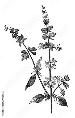 Basil vintage illustration.