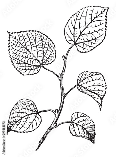 Alternate Leaves vintage illustration. photo