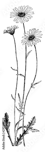 Oxeye Daisy vintage illustration.