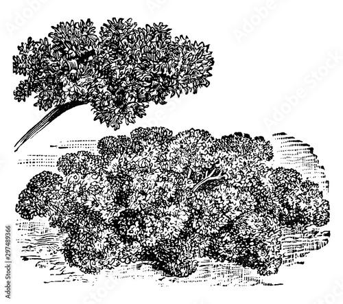 Fine Curled Parsley vintage illustration.