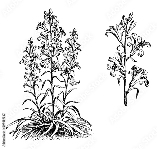 Habit and Detached Portion of Raceme of Lilium Roseum vintage illustration.