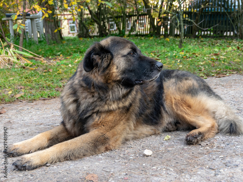 portrait of a serious dog in a backyard