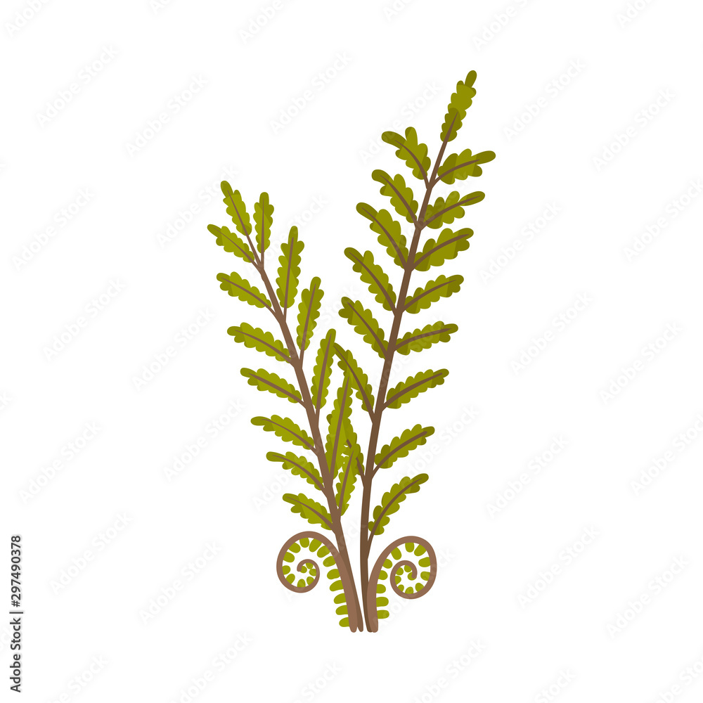 Young oak branches. Vector illustration on a white background. Young oak branches. Vector illustration on a white background.
