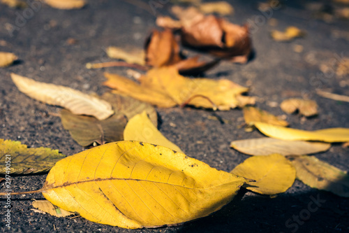 Dry yellow leaves on the sidewalk in autumn fall on a sunny day.
