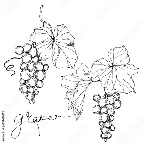 Vector Grape berry healthy food. Black and white engraved ink art. Isolated grape illustration element.